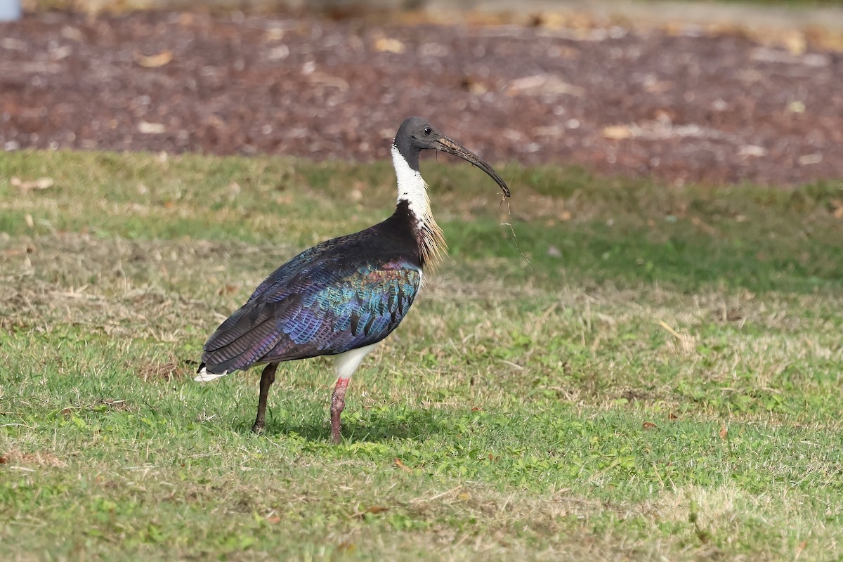 Ibis d'Australie - ML638996395
