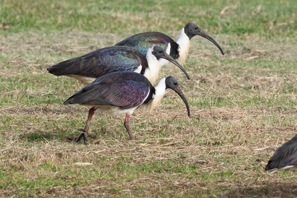 Ibis d'Australie - ML638996396