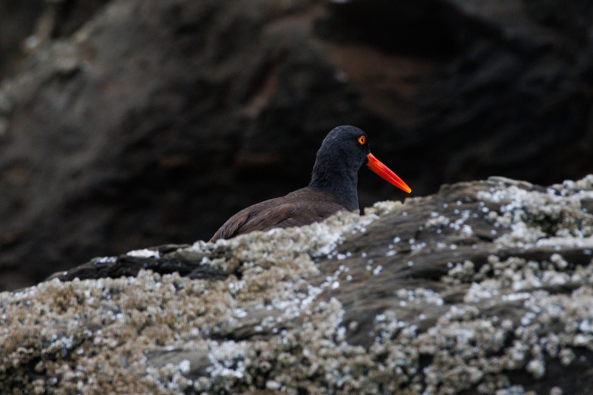 Black Oystercatcher - ML638996402