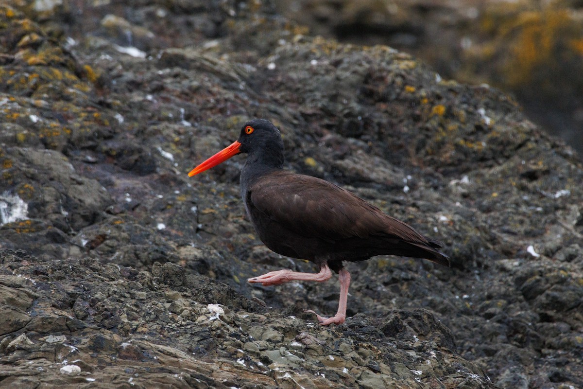 Black Oystercatcher - ML638996403