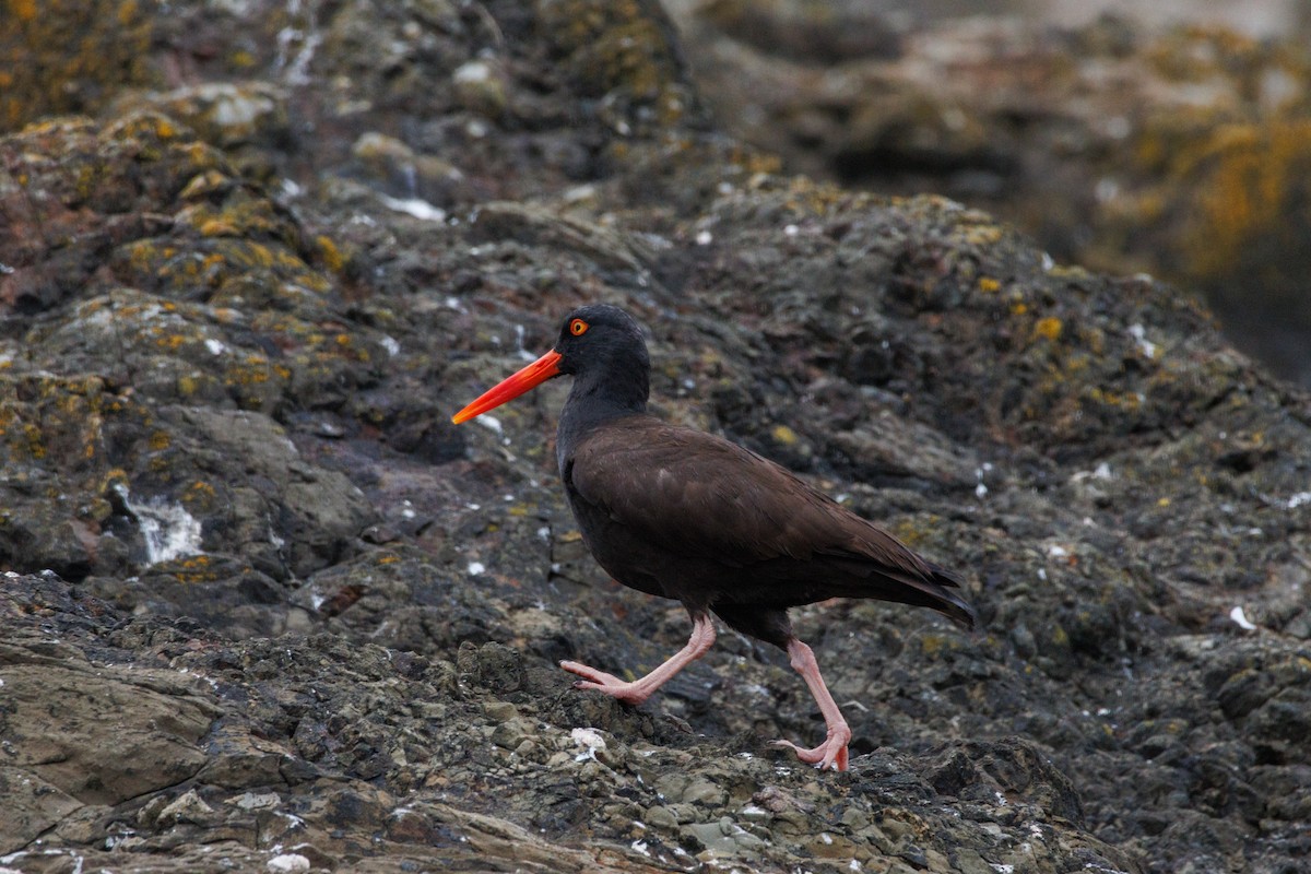 Black Oystercatcher - ML638996404