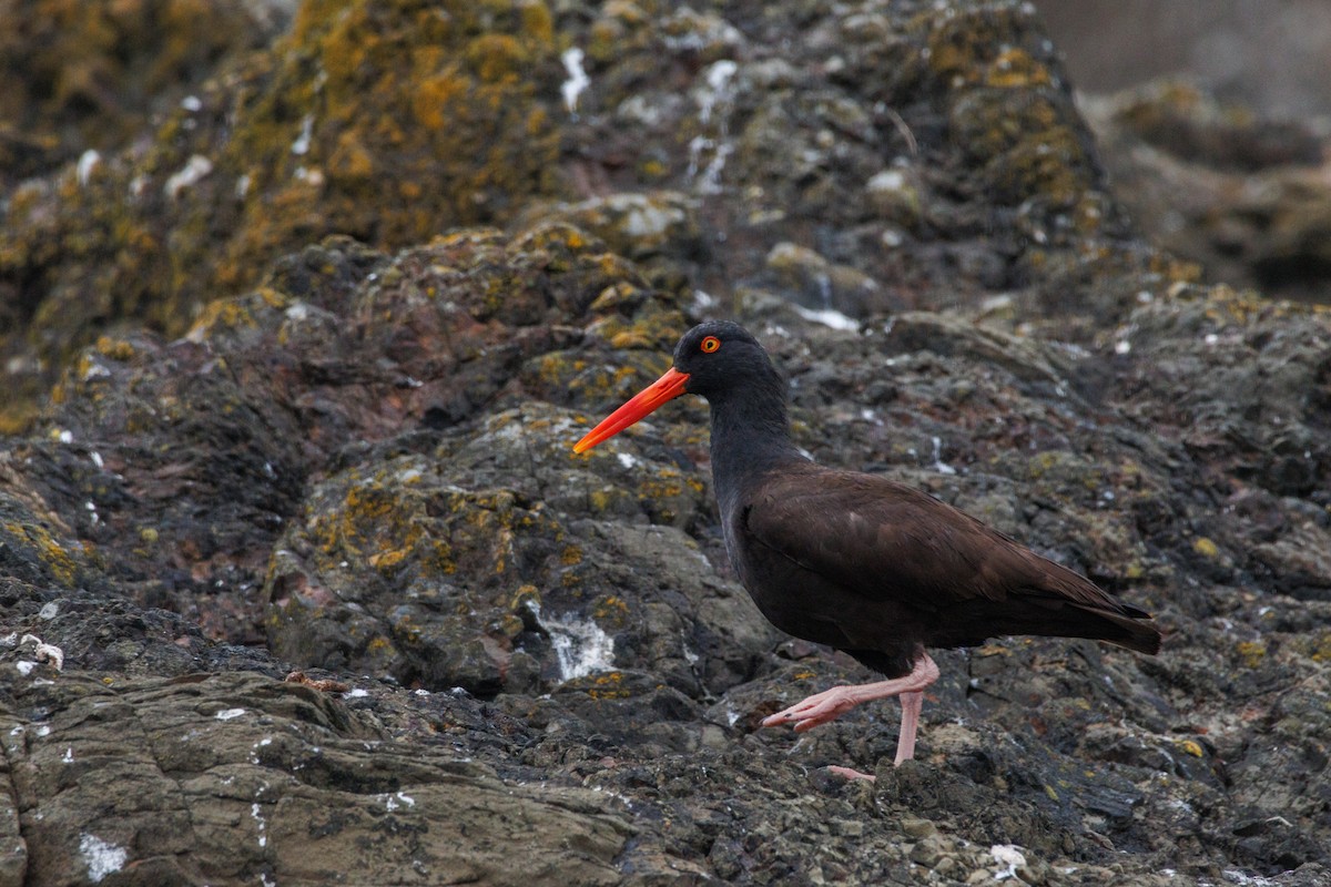 Black Oystercatcher - ML638996405