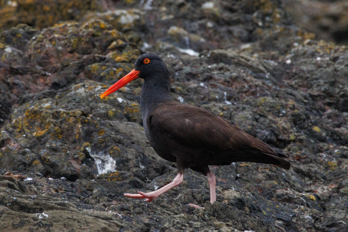Black Oystercatcher - ML638996406