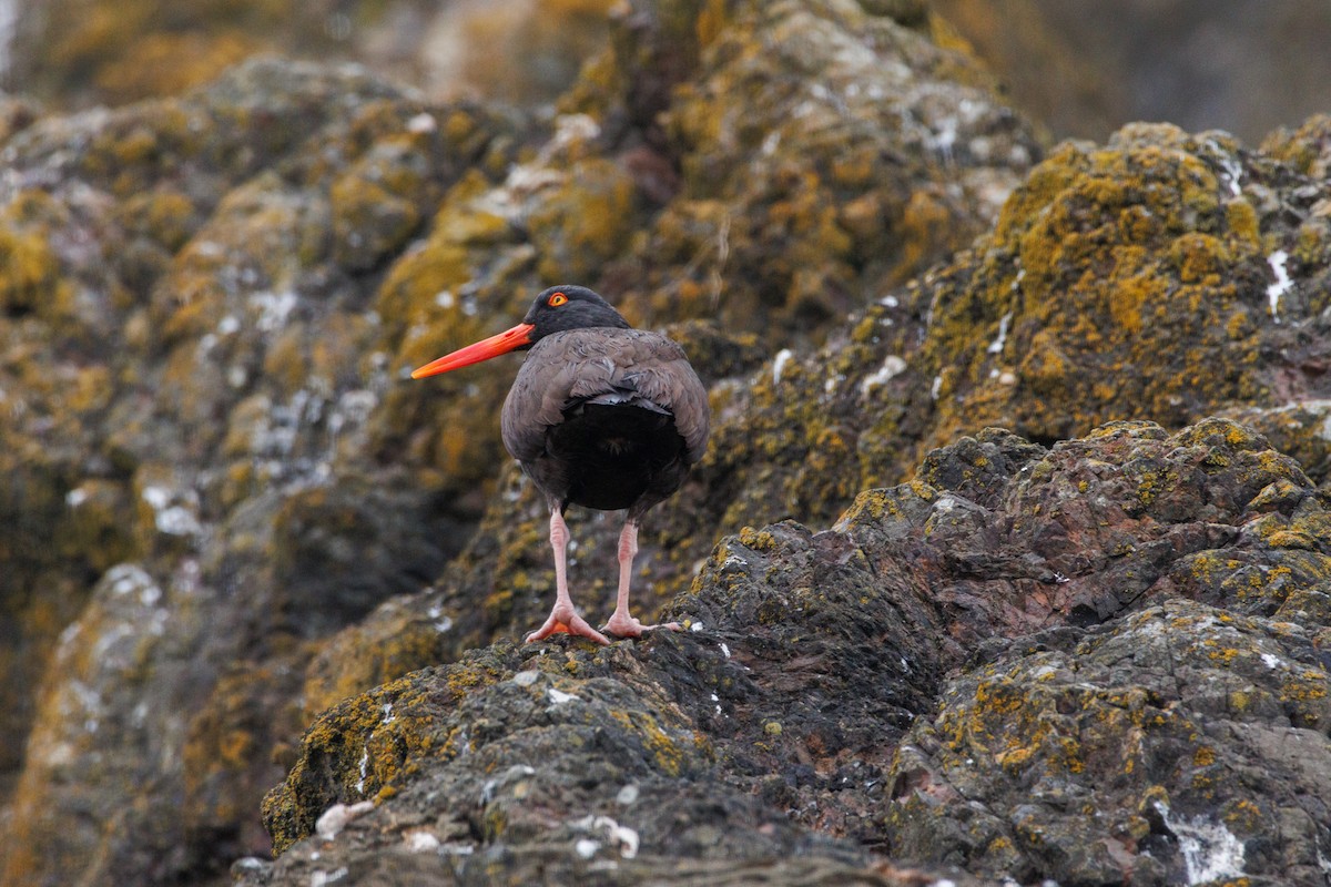 Black Oystercatcher - ML638996407