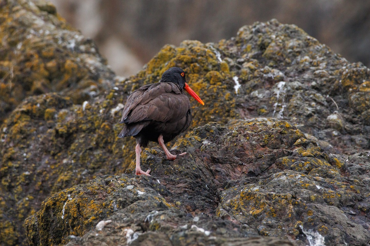 Black Oystercatcher - ML638996408