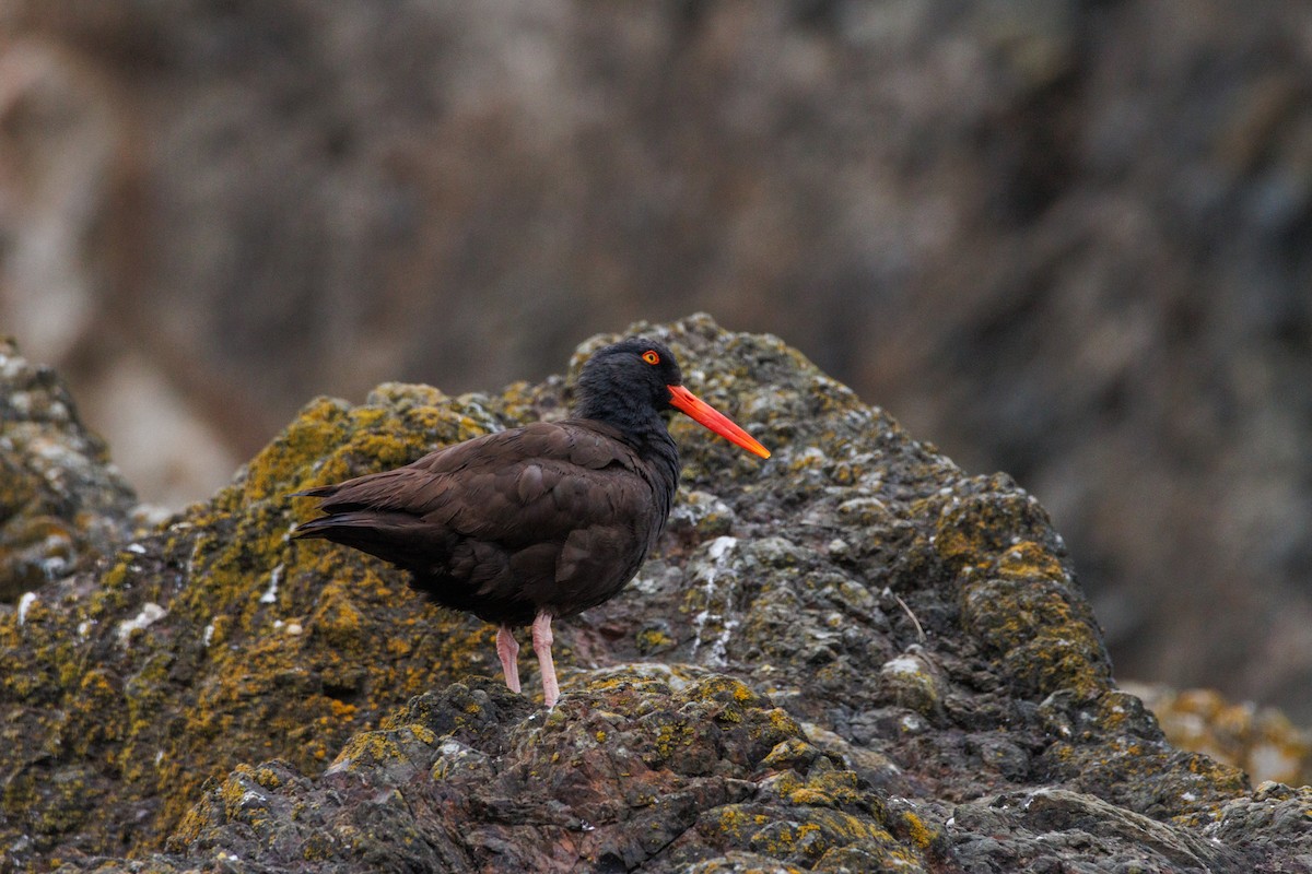 Black Oystercatcher - ML638996411