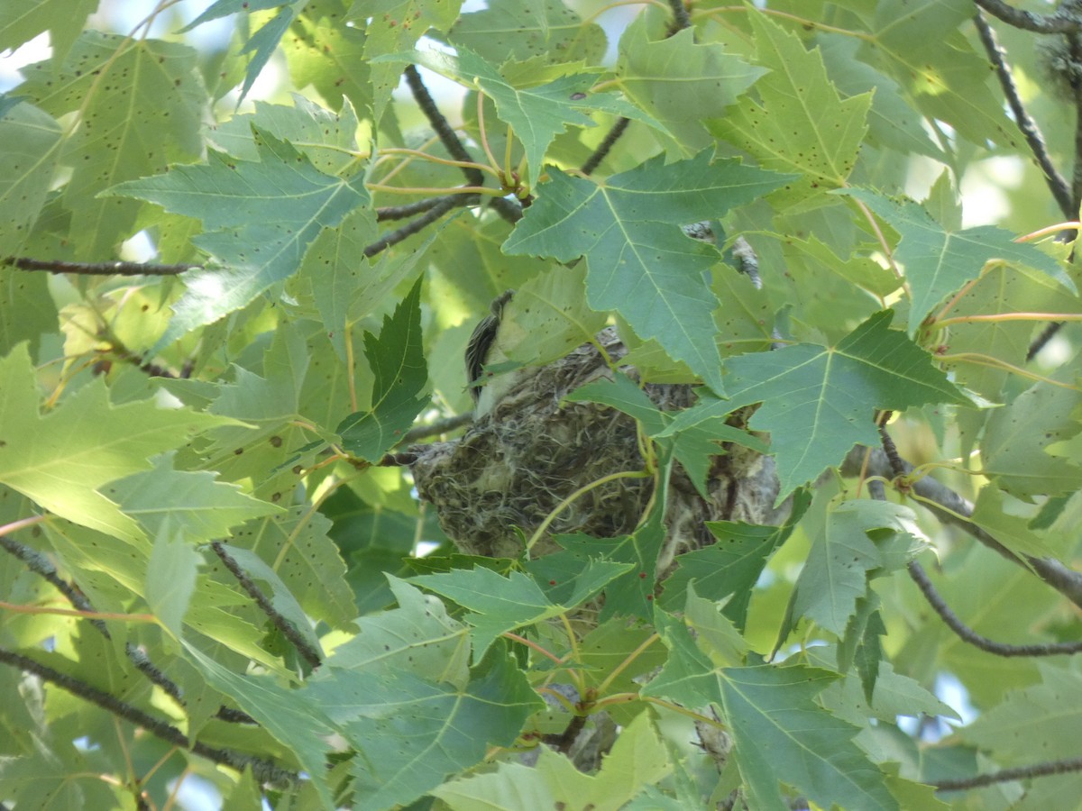 Warbling Vireo - ML638996415