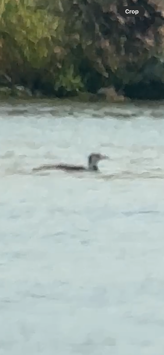 Common Loon - ML638996430