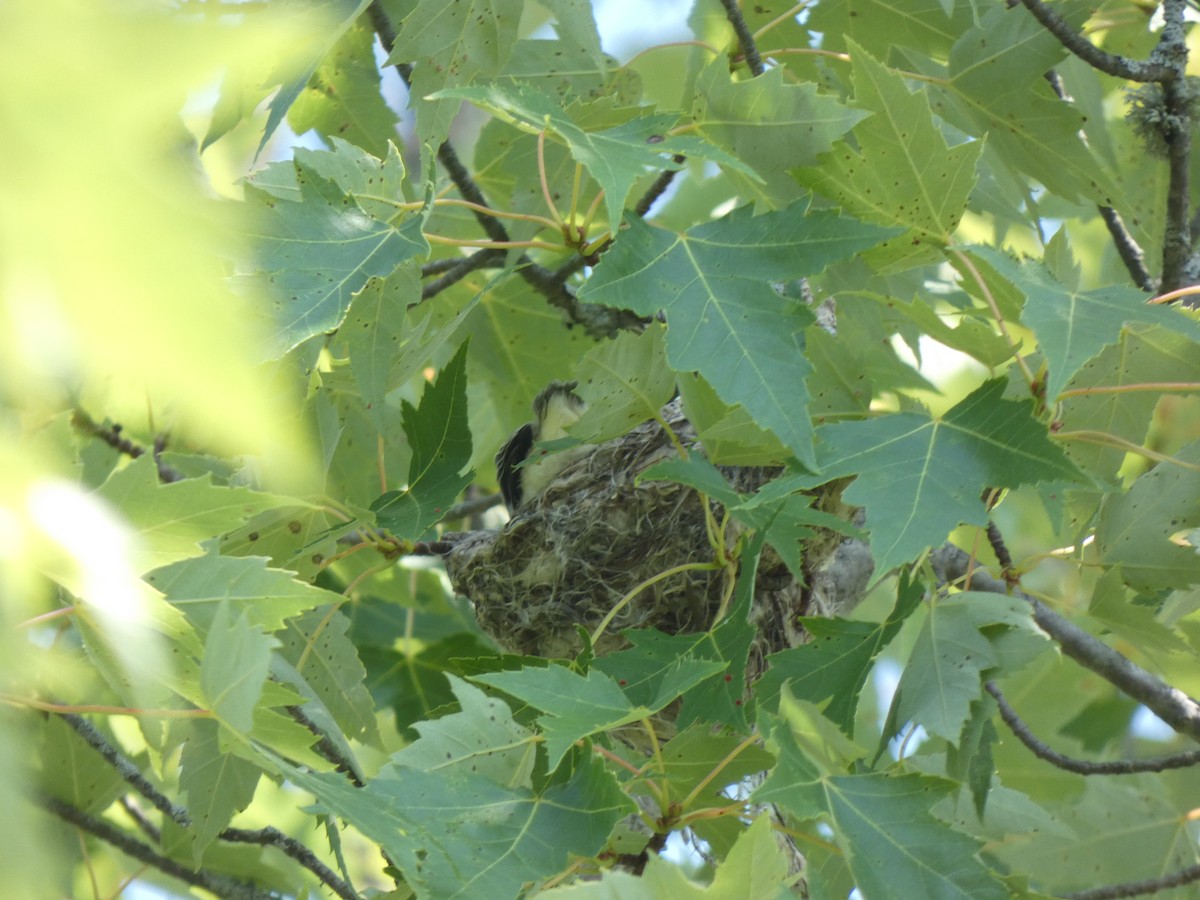 Warbling Vireo - ML638996435