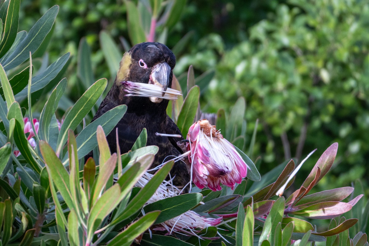 Yellow-tailed Black-Cockatoo - ML638996448