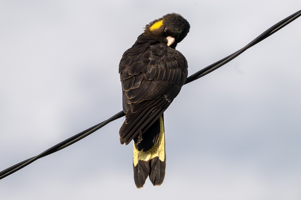 Yellow-tailed Black-Cockatoo - ML638996449