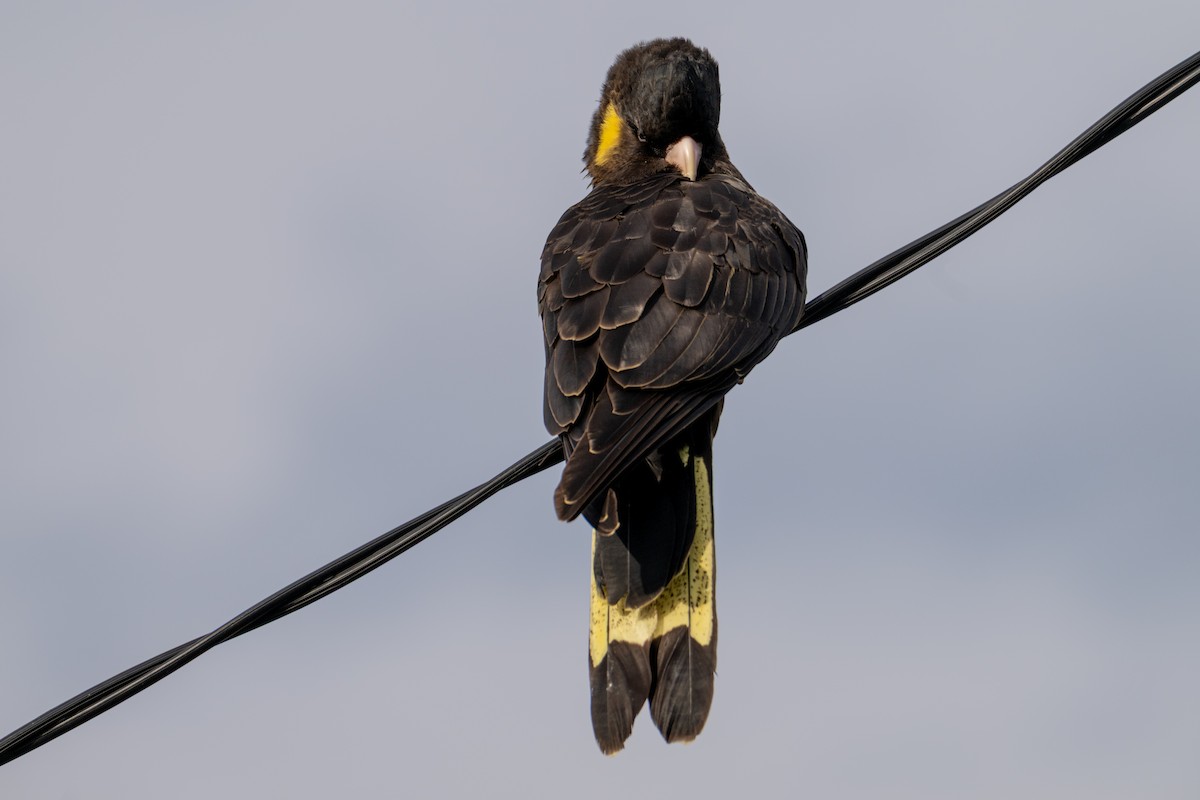 Yellow-tailed Black-Cockatoo - ML638996450