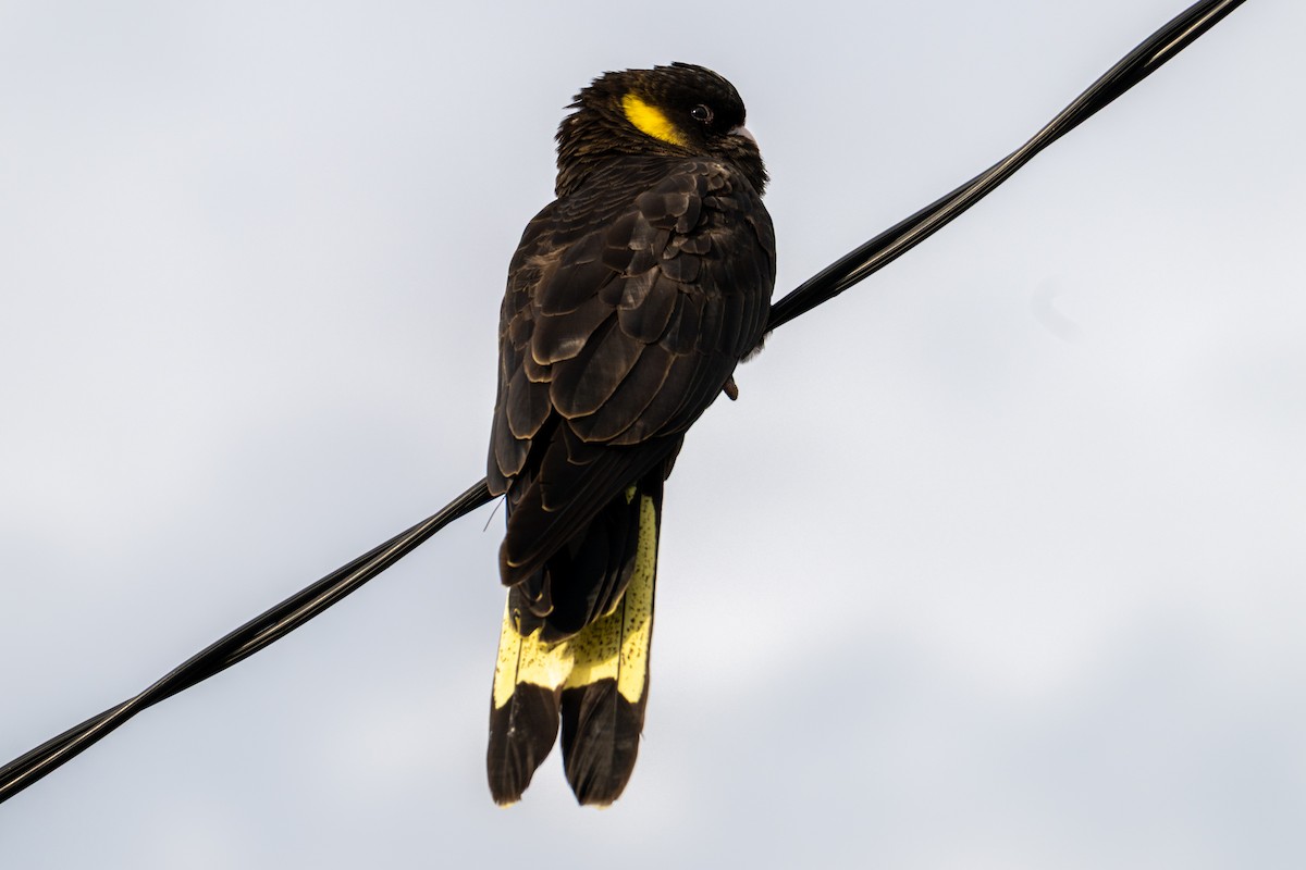 Yellow-tailed Black-Cockatoo - ML638996451