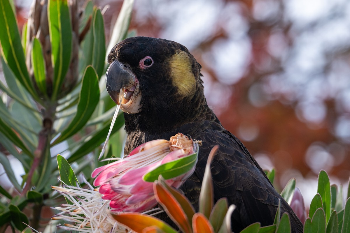 Yellow-tailed Black-Cockatoo - ML638996452