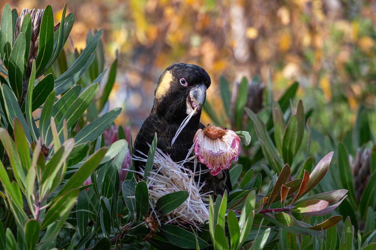 Yellow-tailed Black-Cockatoo - ML638996453