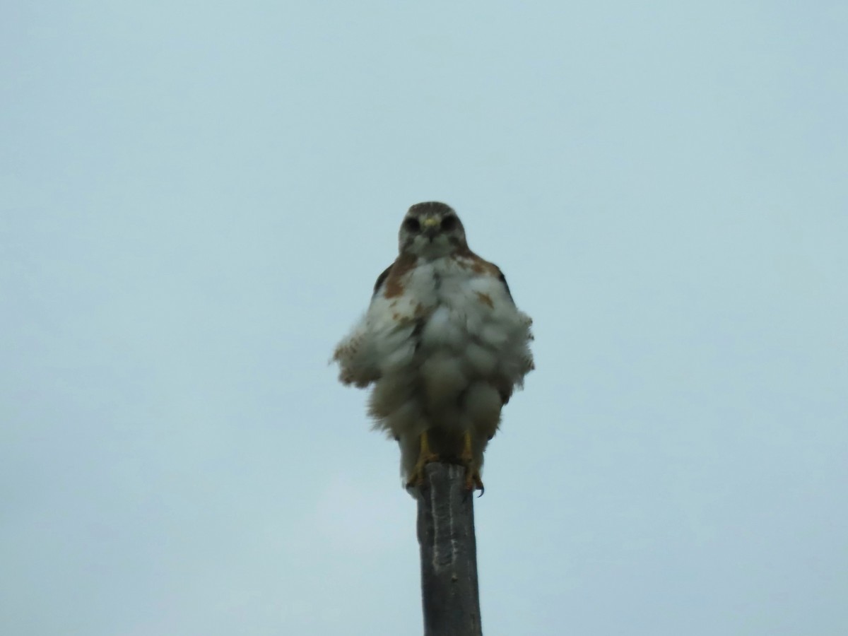 Swainson's Hawk - ML638996477