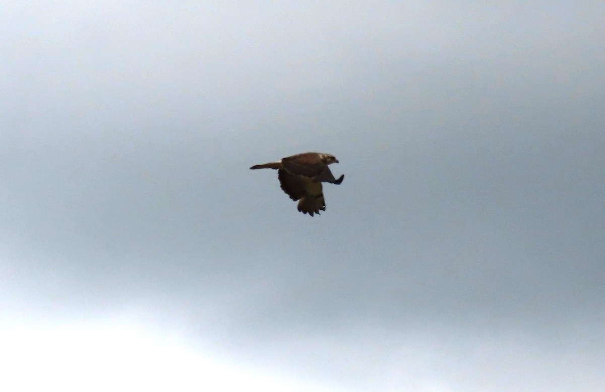 Swainson's Hawk - ML638996478