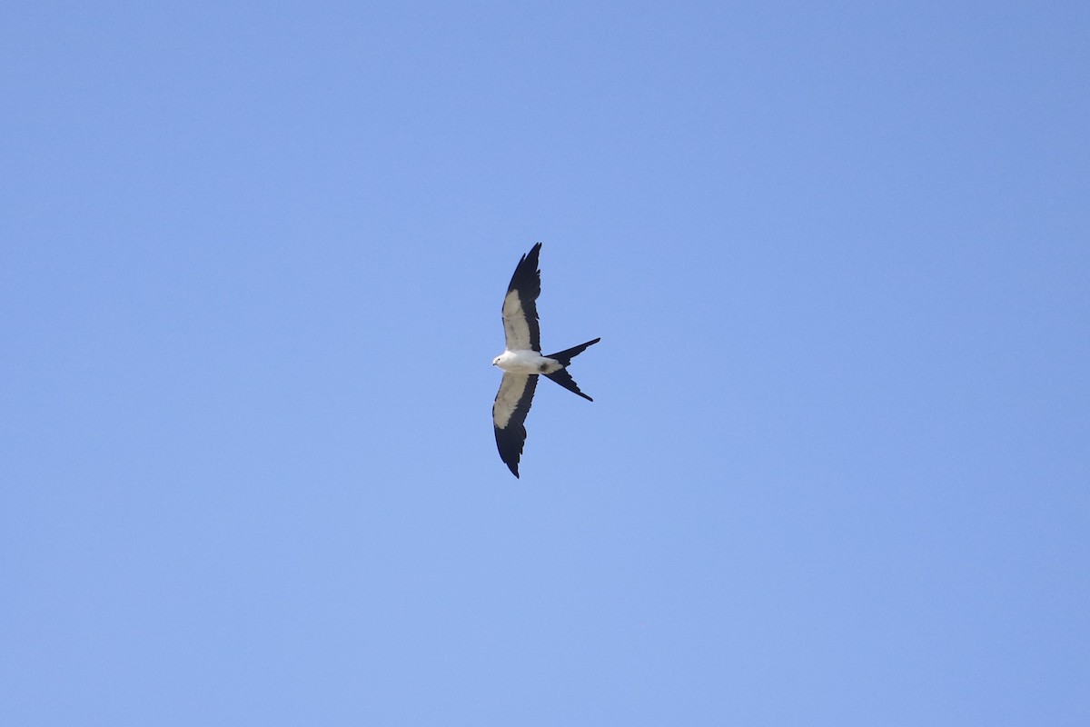 Swallow-tailed Kite - ML638996480