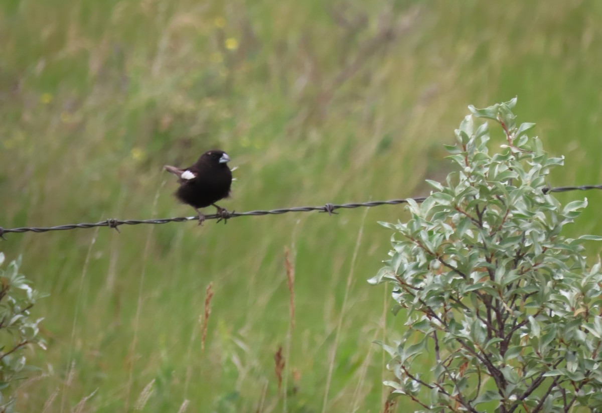 Lark Bunting - ML638996487
