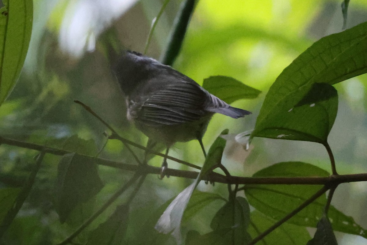 Plain Antvireo - ML638996496