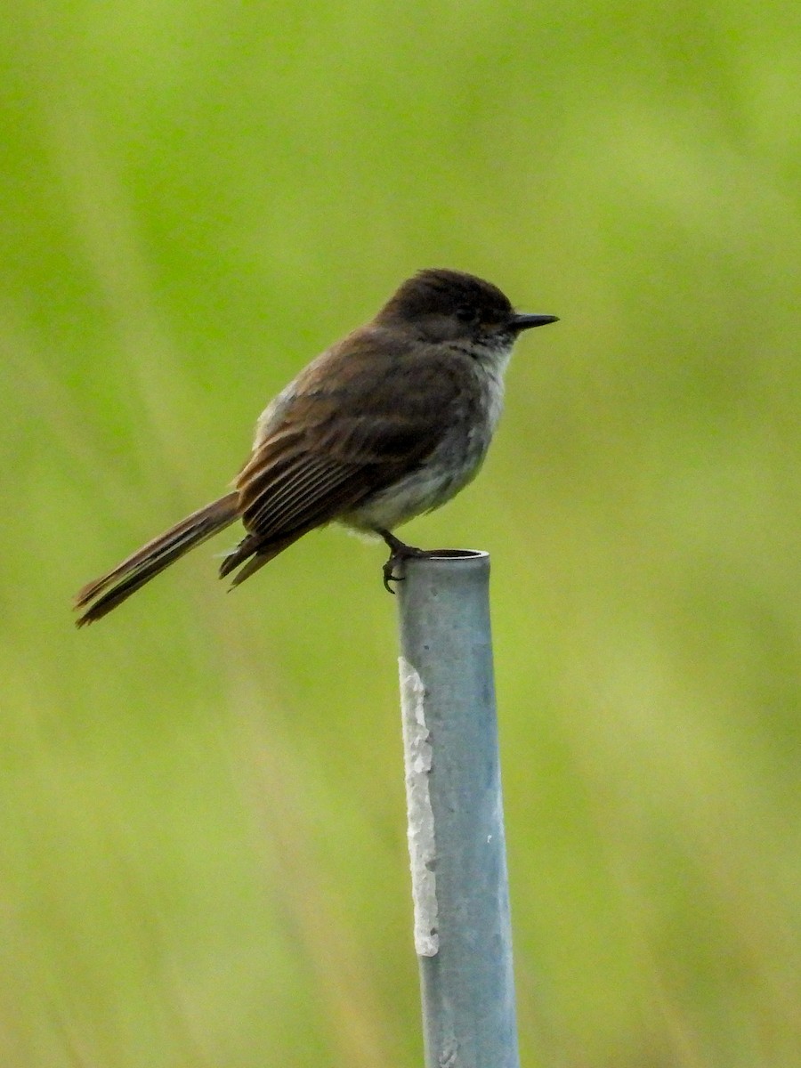 Eastern Phoebe - ML638996515