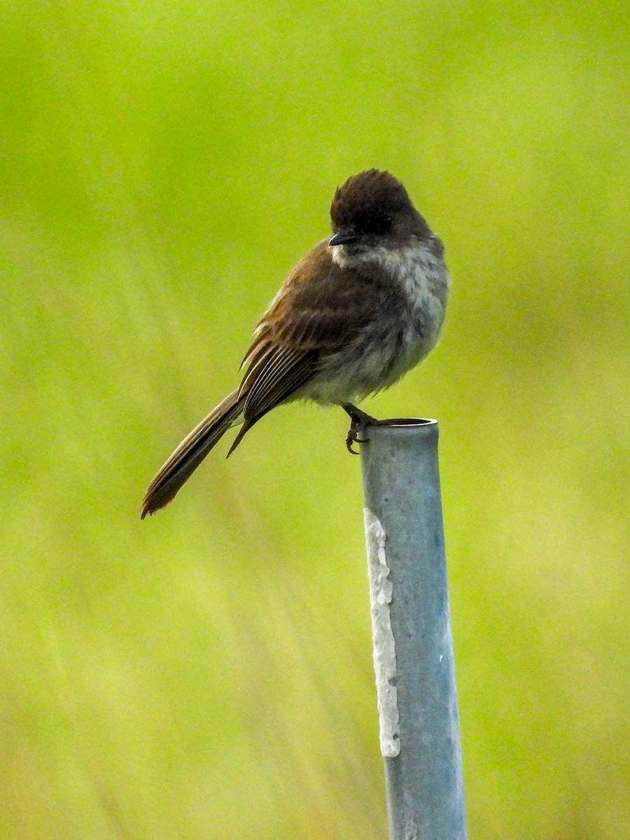 Eastern Phoebe - ML638996516