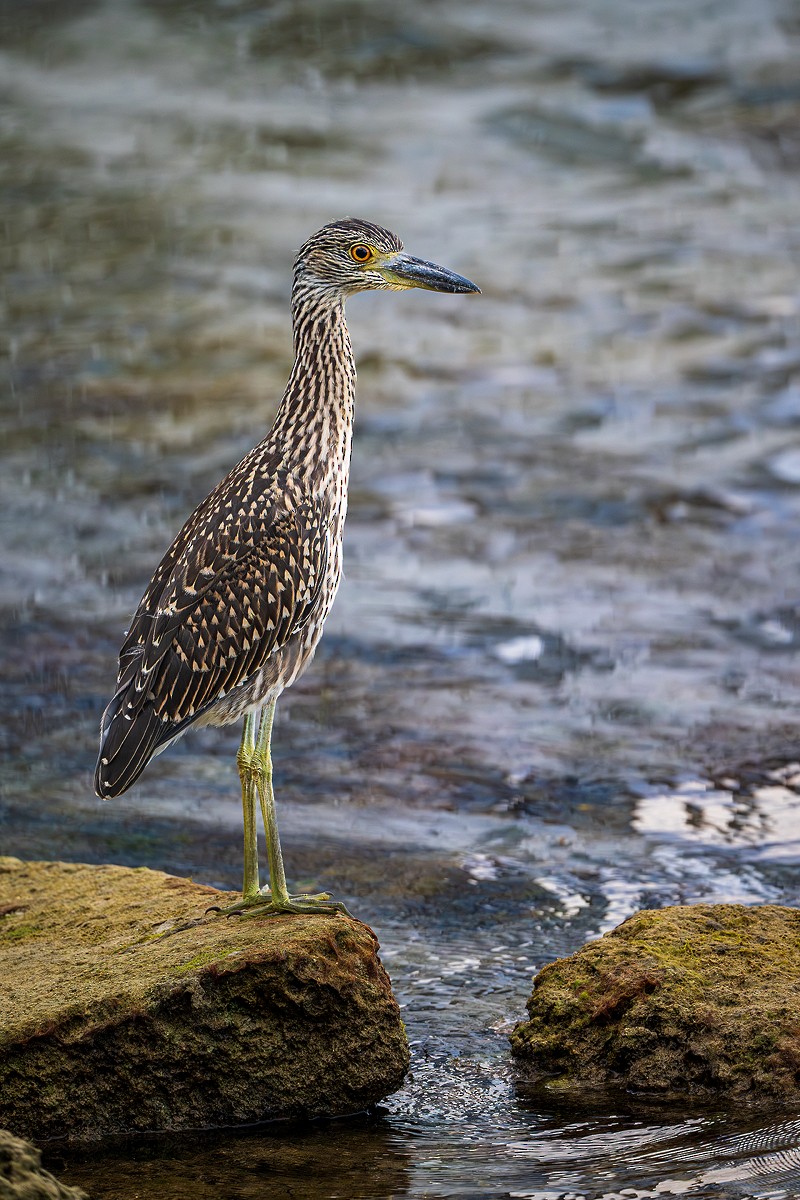Krabbenreiher - ML638996532
