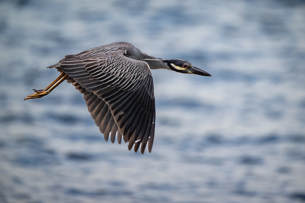 Krabbenreiher - ML638996533
