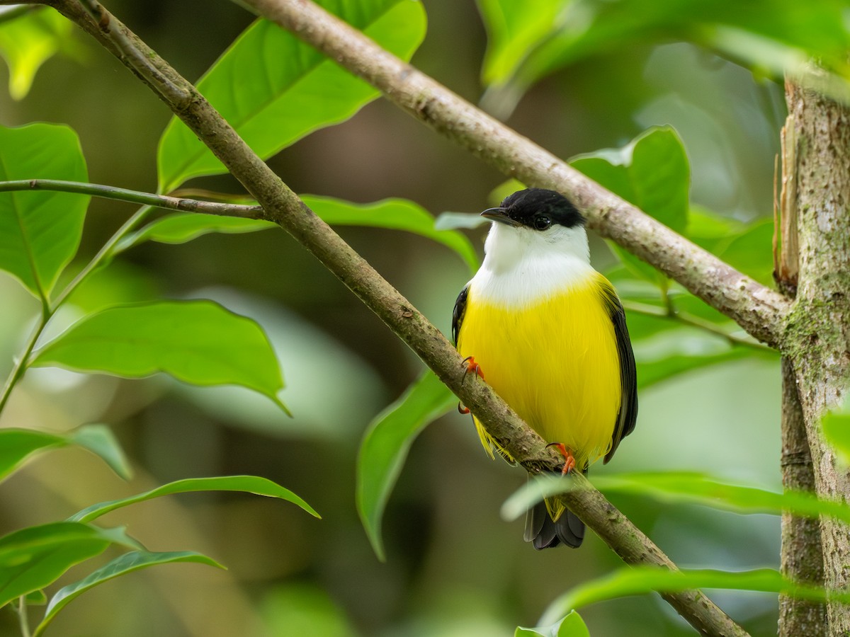 White-collared Manakin - ML638996549