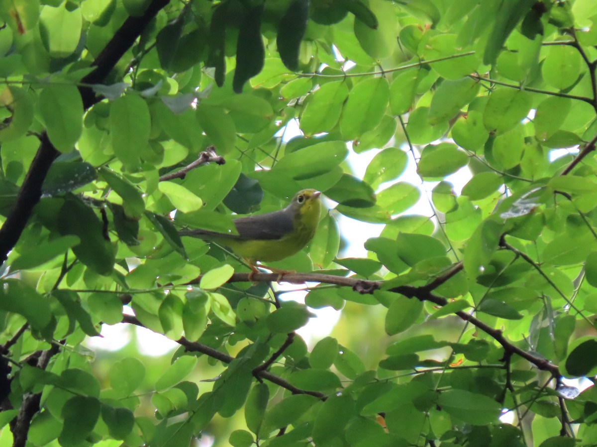 Canada Warbler - ML638996569