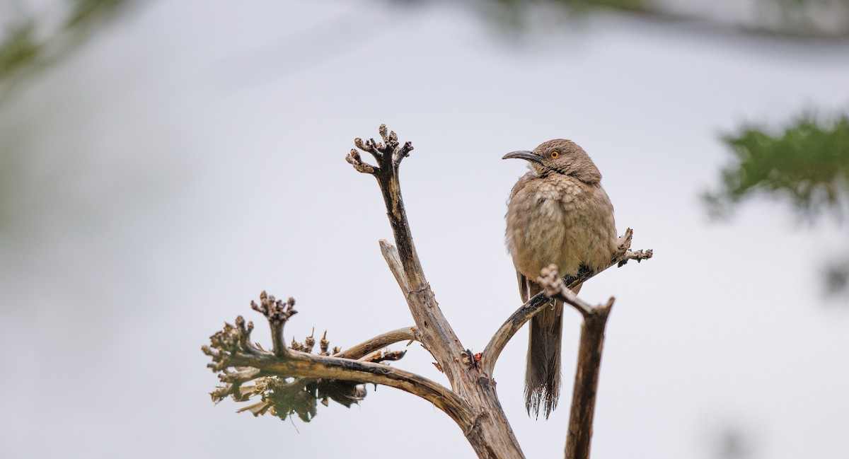 kaktusspottefugl (palmeri gr.) - ML638996584