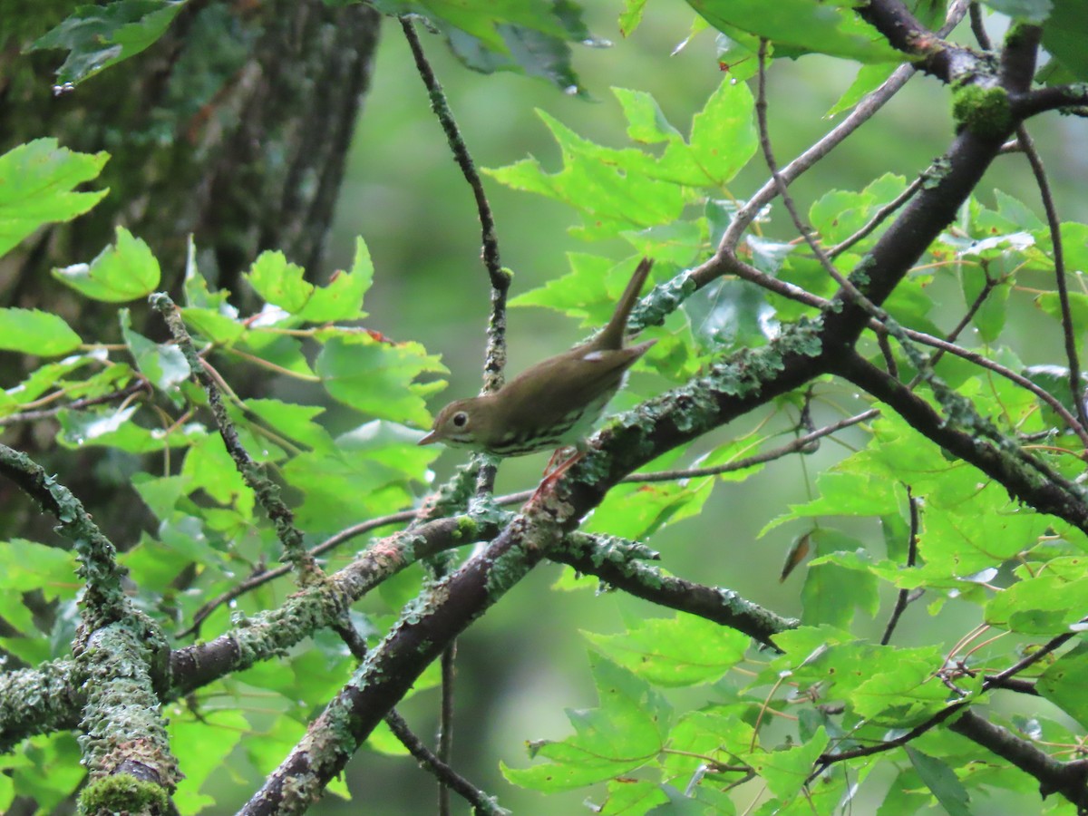 Ovenbird - ML638996623
