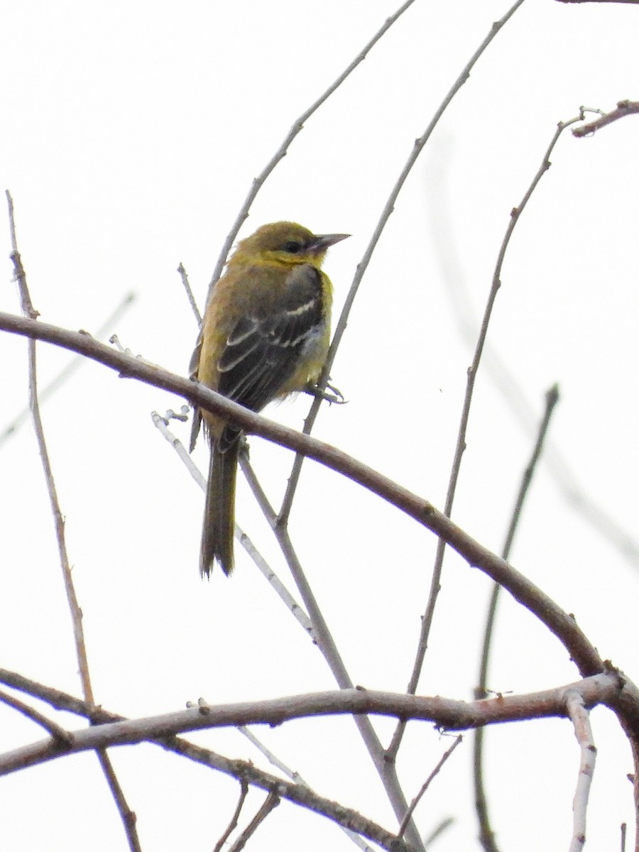 Orchard Oriole - ML638996631