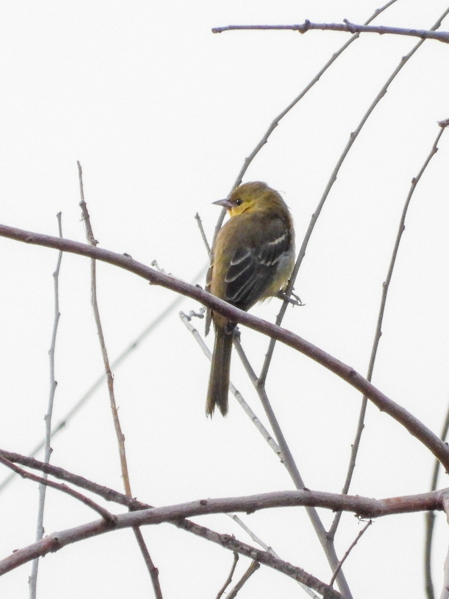 Orchard Oriole - ML638996632