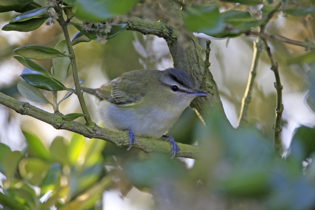 Red-eyed Vireo - ML638996661