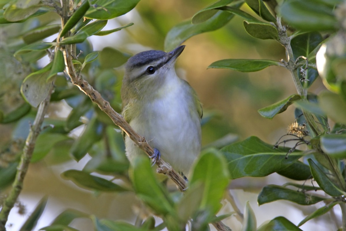 Red-eyed Vireo - ML638996662