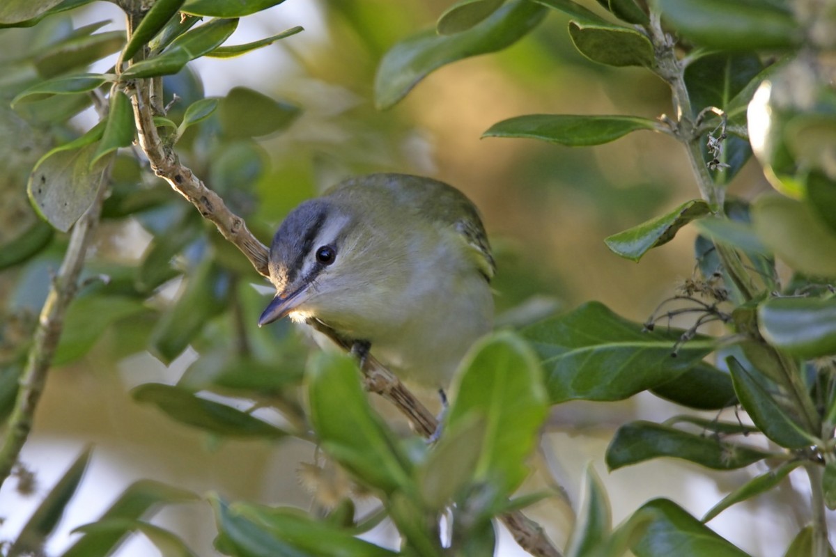 Red-eyed Vireo - ML638996663