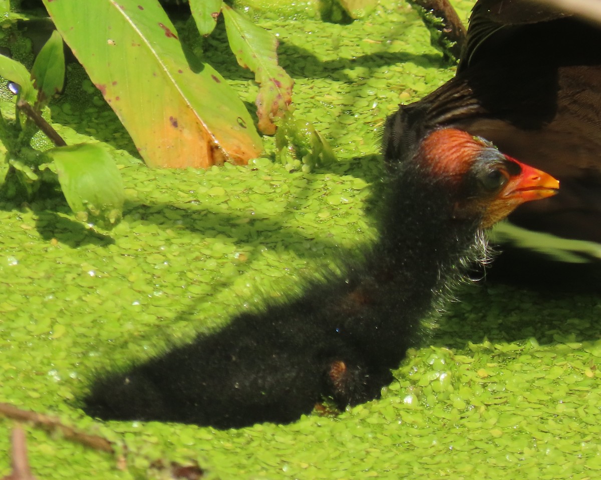 Common Gallinule - ML638996680
