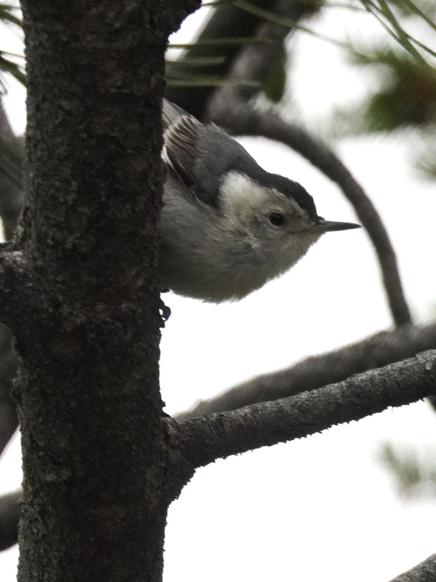 White-breasted Nuthatch - ML638996687