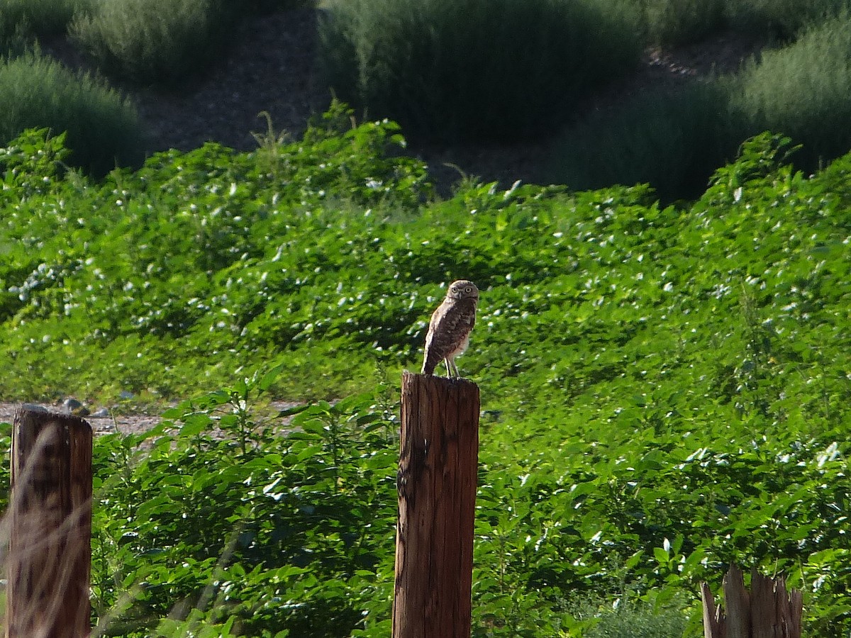 Burrowing Owl - ML638996722