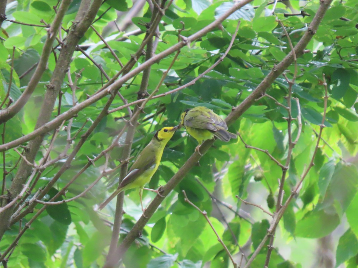 Hooded Warbler - ML638996723