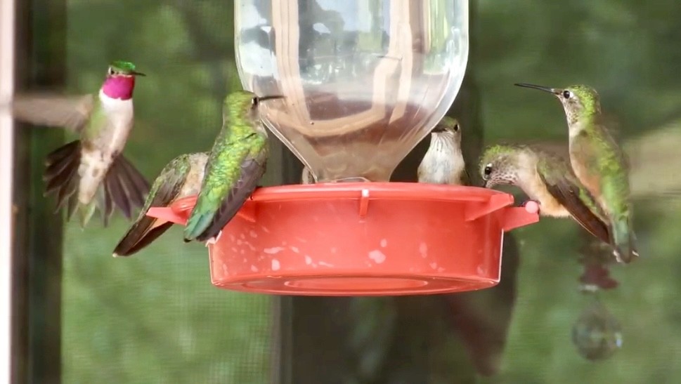 Broad-tailed Hummingbird - ML638996732