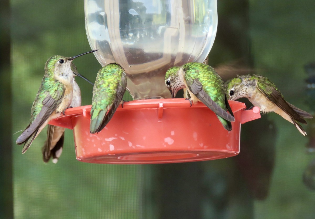 Broad-tailed Hummingbird - ML638996733