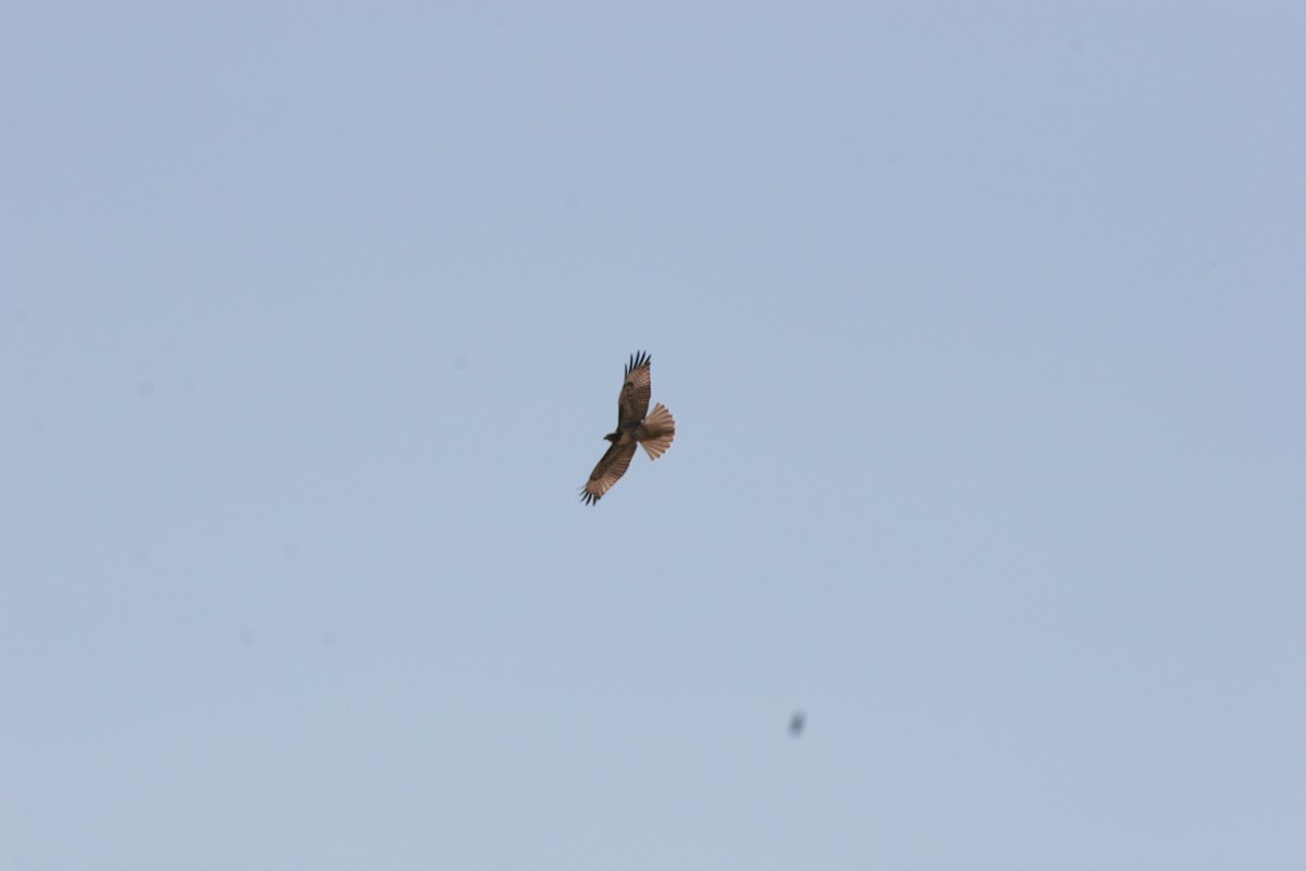 Bald Eagle - ML638996738