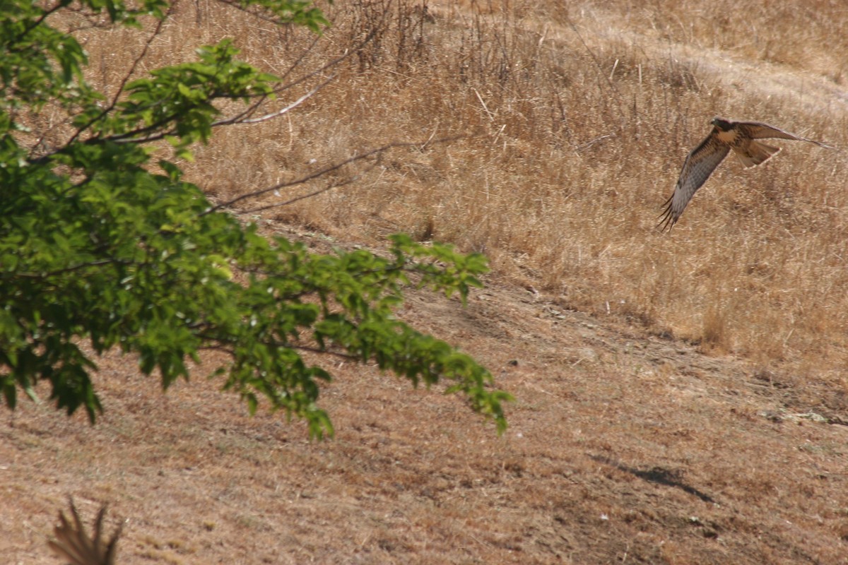 Bald Eagle - ML638996739