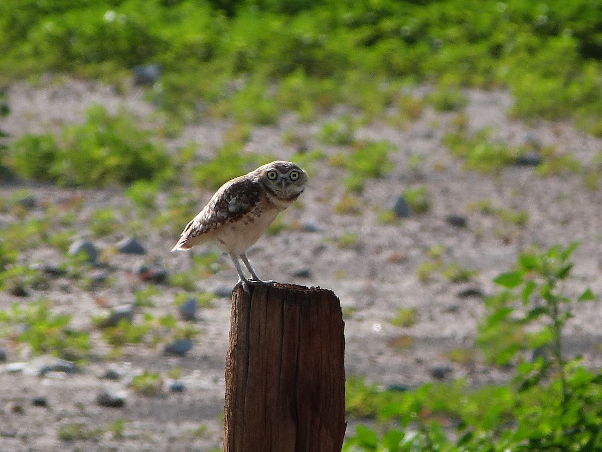 Burrowing Owl - ML638996740