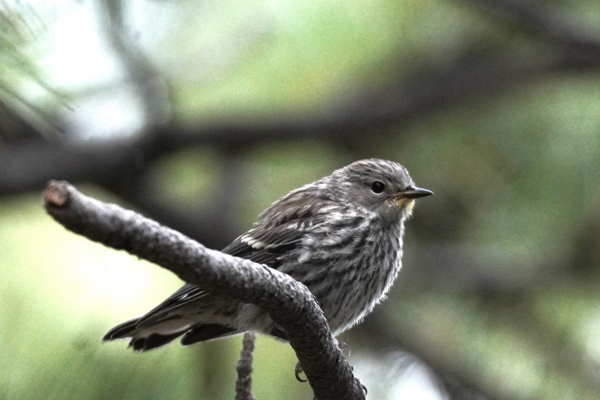 Pine Siskin - ML638996745
