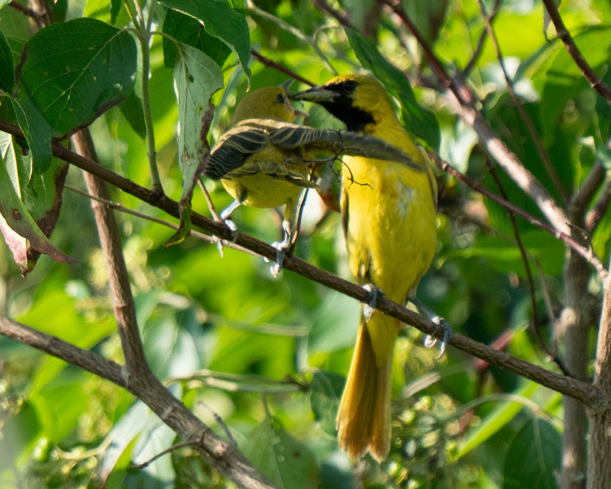 Orchard Oriole - ML638996757