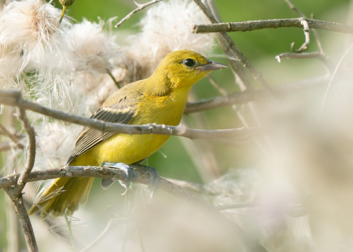 Orchard Oriole - ML638996764