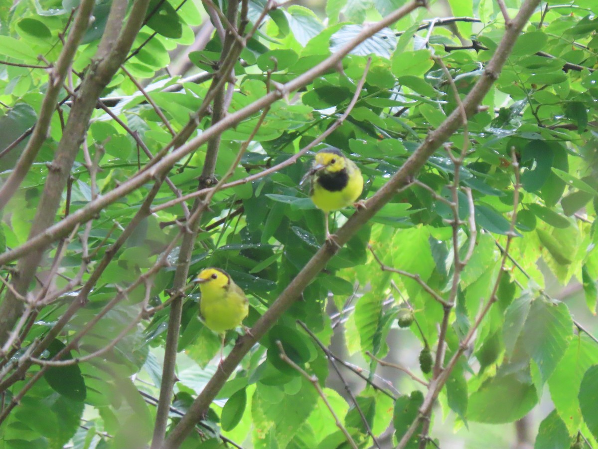 Hooded Warbler - ML638996774